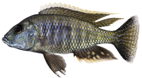 A fish species belonging to the system studied in Moritz Blumer's research project