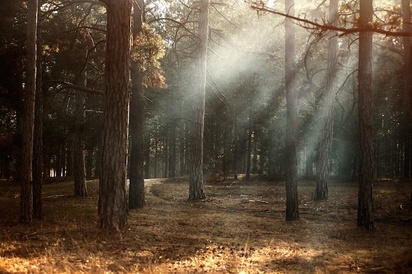 Trees in a forest, with light shining from above