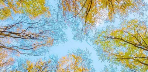 The sky seen through tree branches overhead