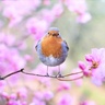 A robin perched on a branch