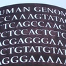 A display of genome sequence
