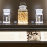 Marina Papaiakovou's display on parasitic worms, featured in the Natural History Museum