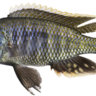 A fish species belonging to the system studied in Moritz Blumer's research project