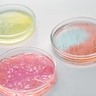 Petri dishes