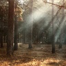 Trees in a forest, with light shining from above