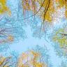 The sky seen through tree branches overhead