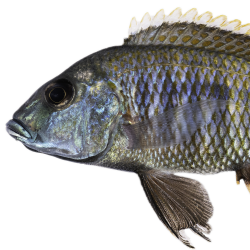 A fish species belonging to the system studied in Moritz Blumer's research project