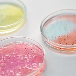 Petri dishes