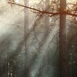 Trees in a forest, with light shining from above