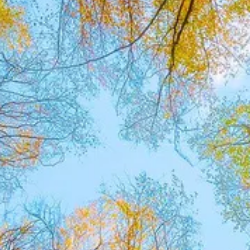 The sky seen through tree branches overhead
