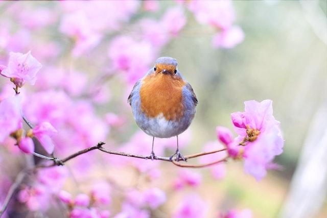 A robin perched on a branch