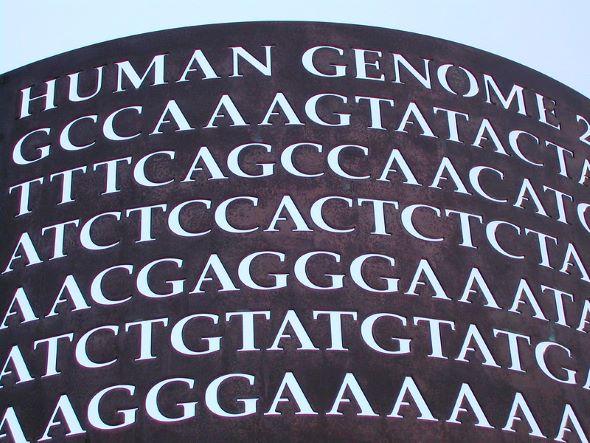 A display of genome sequence