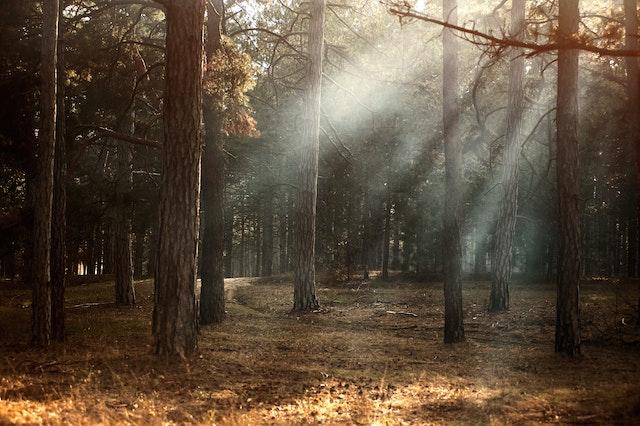 Trees in a forest, with light shining from above