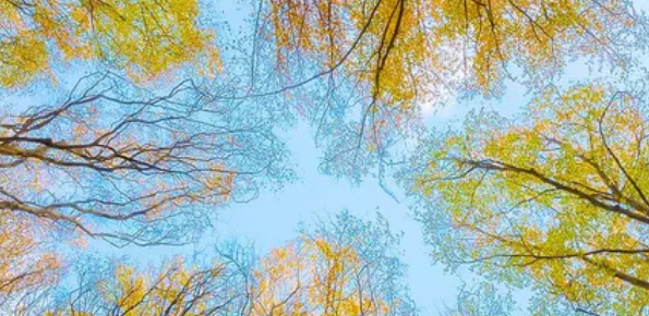 The sky seen through tree branches overhead