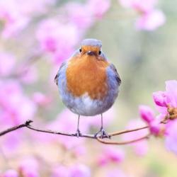 A robin perched on a branch
