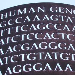 A display of genome sequence